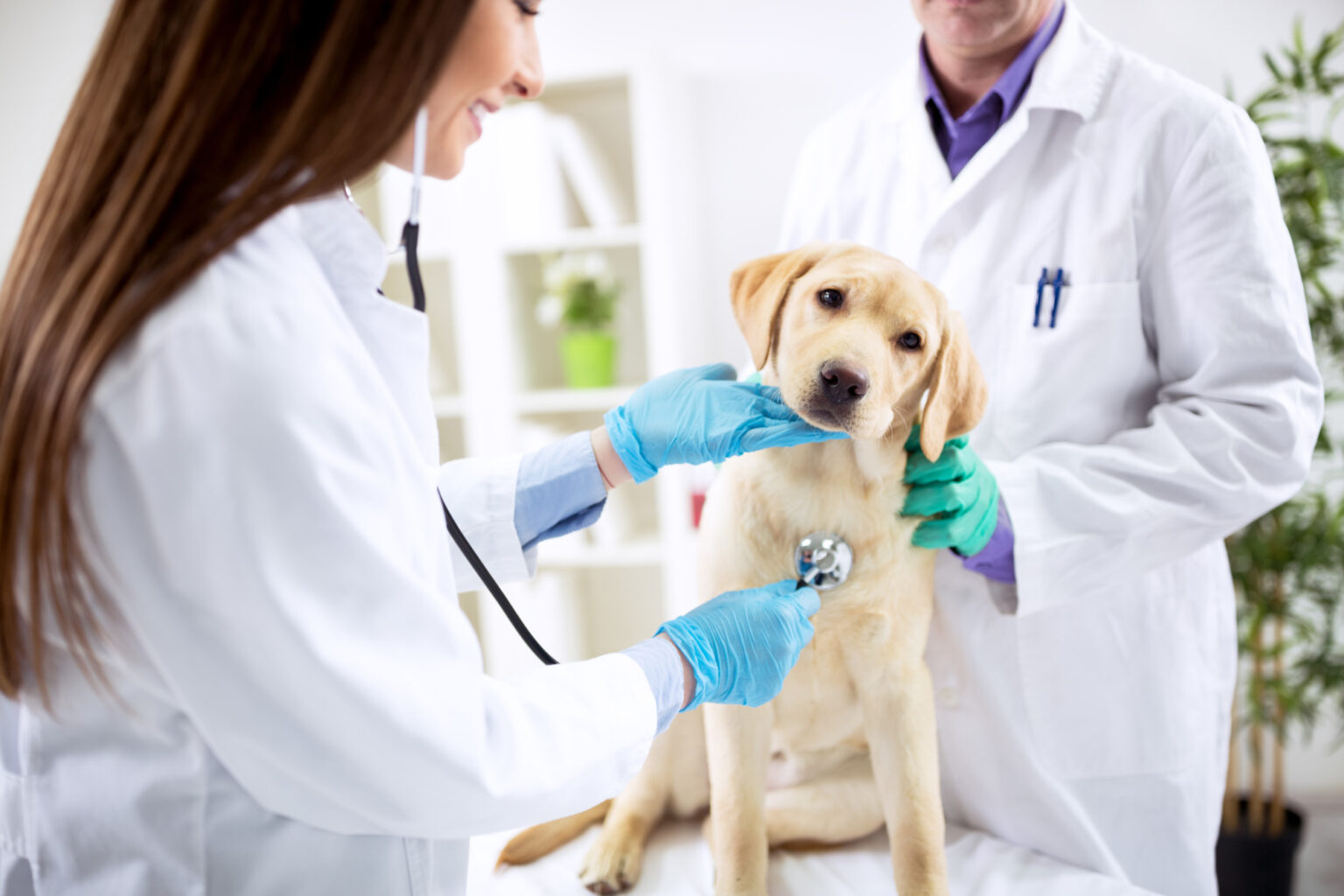 Discover Your Perfect Canine Companion with Dogsy: Your Ultimate Portal for Puppies, Breeders, and Veterinary Care in Ireland