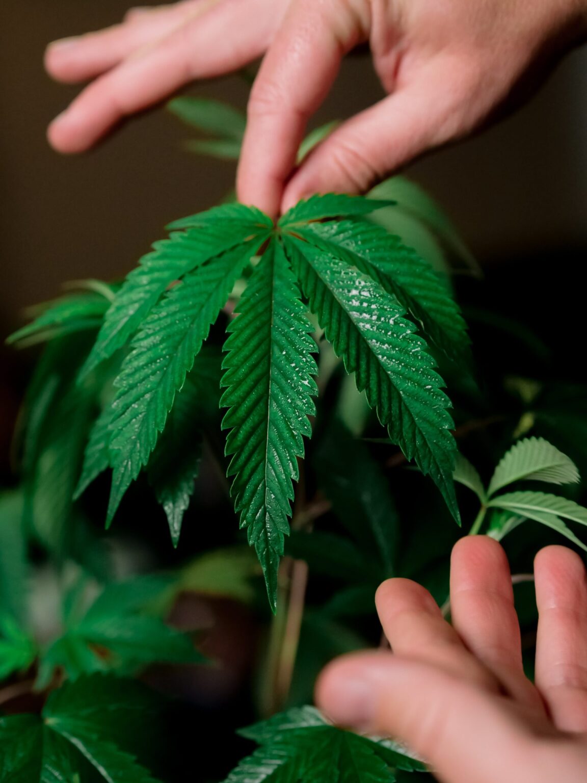 Is it Legal to Cultivate Marijuana in Ohio