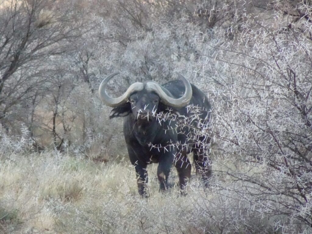 Botswana Safaris Offer Prime Wildlife Photography Opportunities