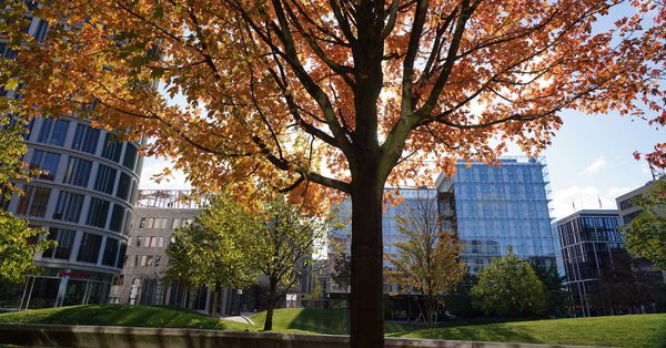 Safe & Professional Tree Management in Hamburg’s Urban Landscape