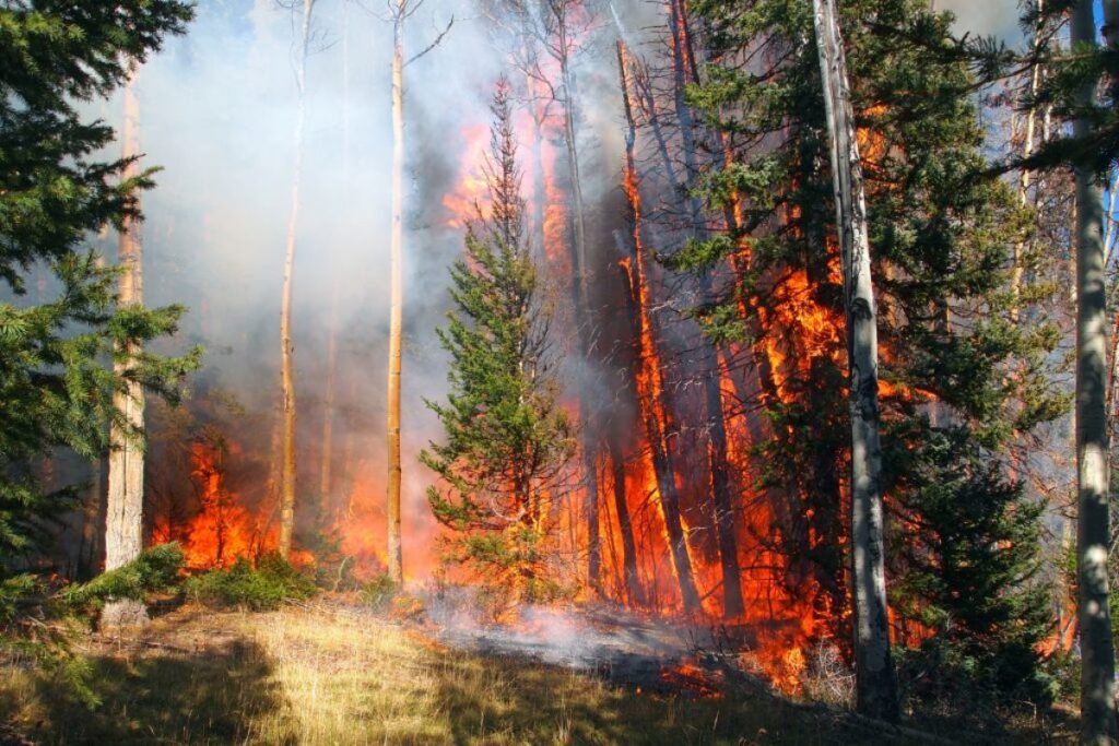 How Forest Systems Stay Healthy and Protected from Wildfire Risks